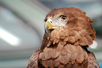 Close-up portrait of a brown eagle head with sharp eye