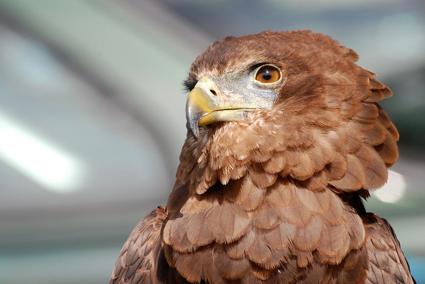 Close-up portrait of a brown eagle head with sharp eye