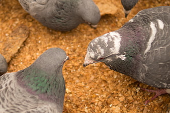 Close-up of pigeons feeding on grain on the ground