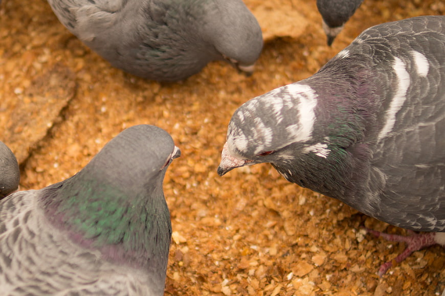 Close-up of pigeons feeding on grain on the ground