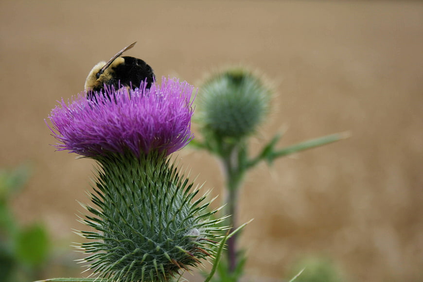 Bumblebee Pollinating Purple Thistle Flower Close Up