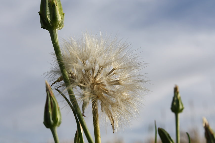 Close-up of a Dandelion Seed Head Against a Blue Sky