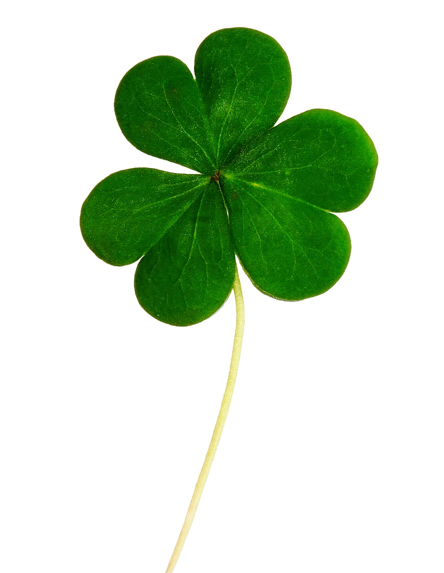 Lucky Four-Leaf Clover Isolated on White Background