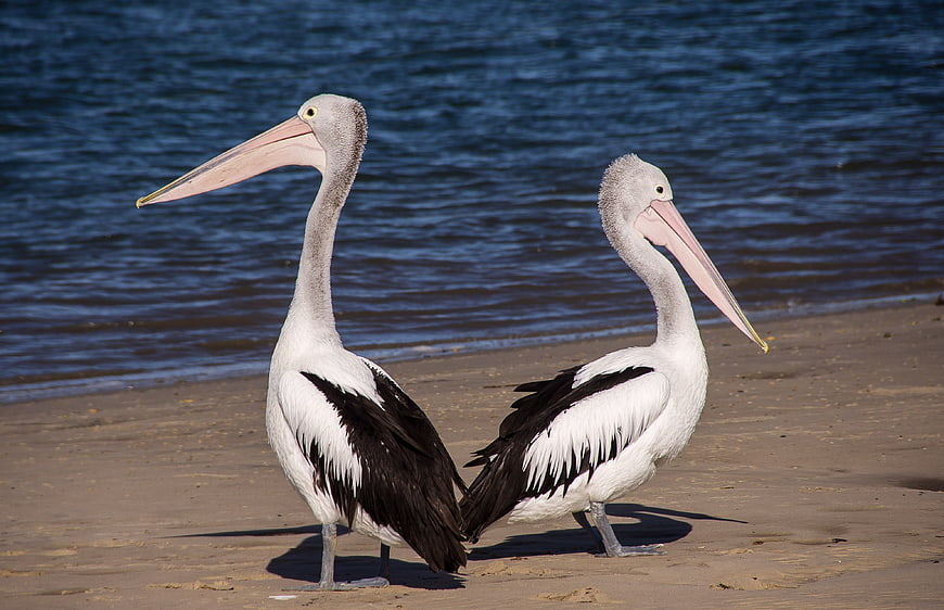 Two Australian Pelicans Standing on Sandy Beach