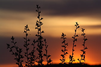 Silhouette of Wild Plants Against Vibrant Sunset Sky