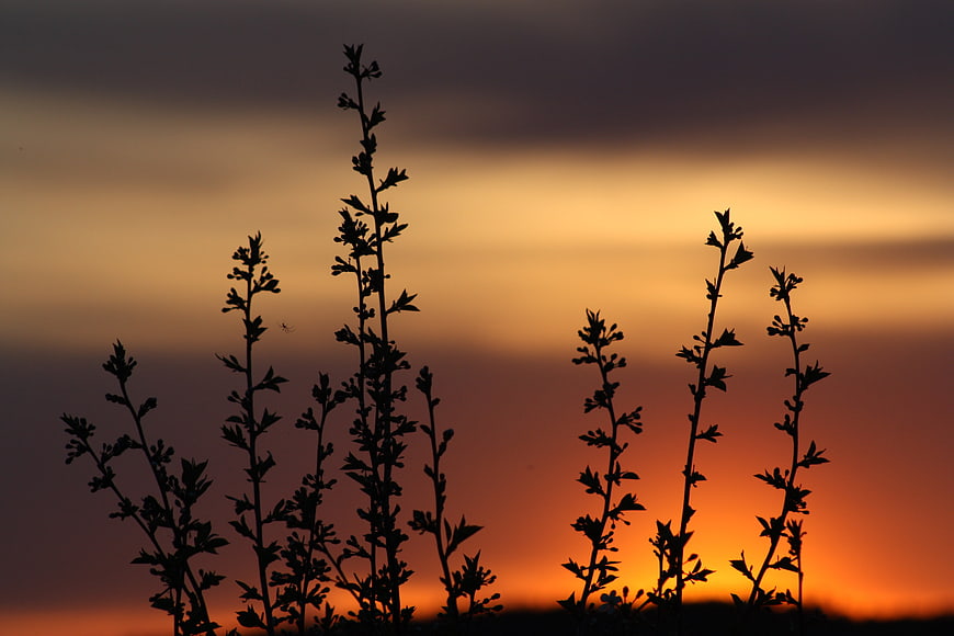 Silhouette of Wild Plants Against Vibrant Sunset Sky