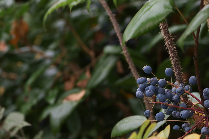 Close-up of blue Oregon grape berries on a thorny branch