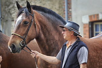 Senior man leading brown Ardennes horse at outdoor fair