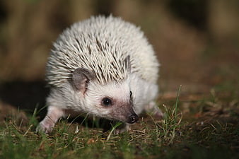 Cute White Hedgehog Sniffing Grass in Nature