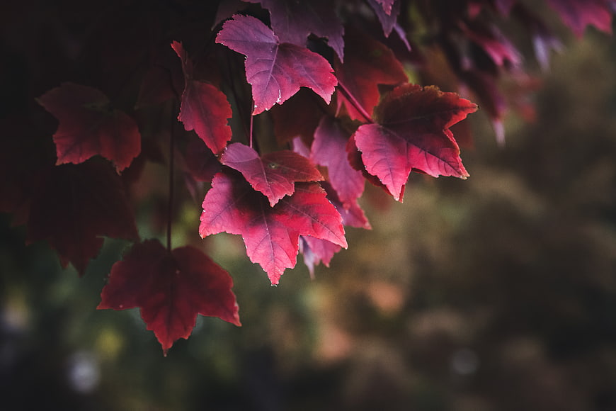 Close-up of vibrant red maple leaves in autumn