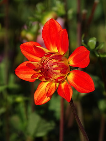 Vibrant Red and Yellow Dahlia Flower Close-Up