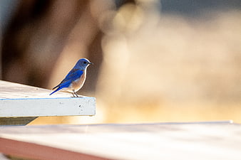 Eastern Bluebird Perched on White Wooden Edge