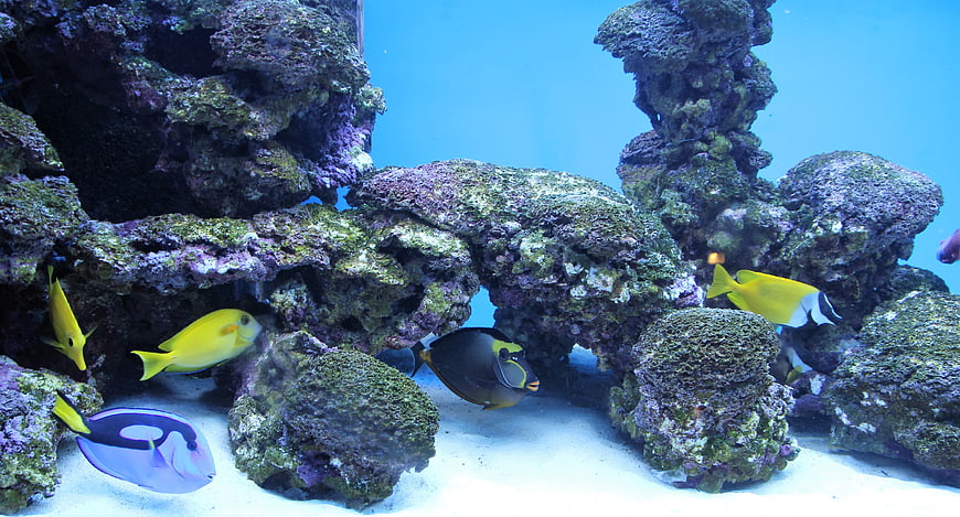 Colorful tropical fish swimming in a coral reef aquarium