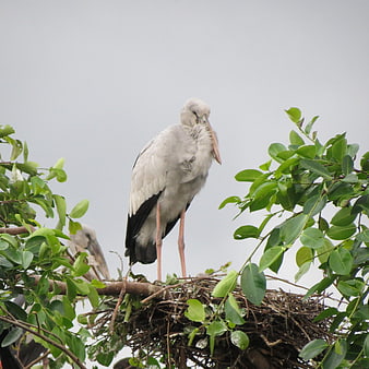 Asian Openbill Stork Standing in Nest with Green Leaves