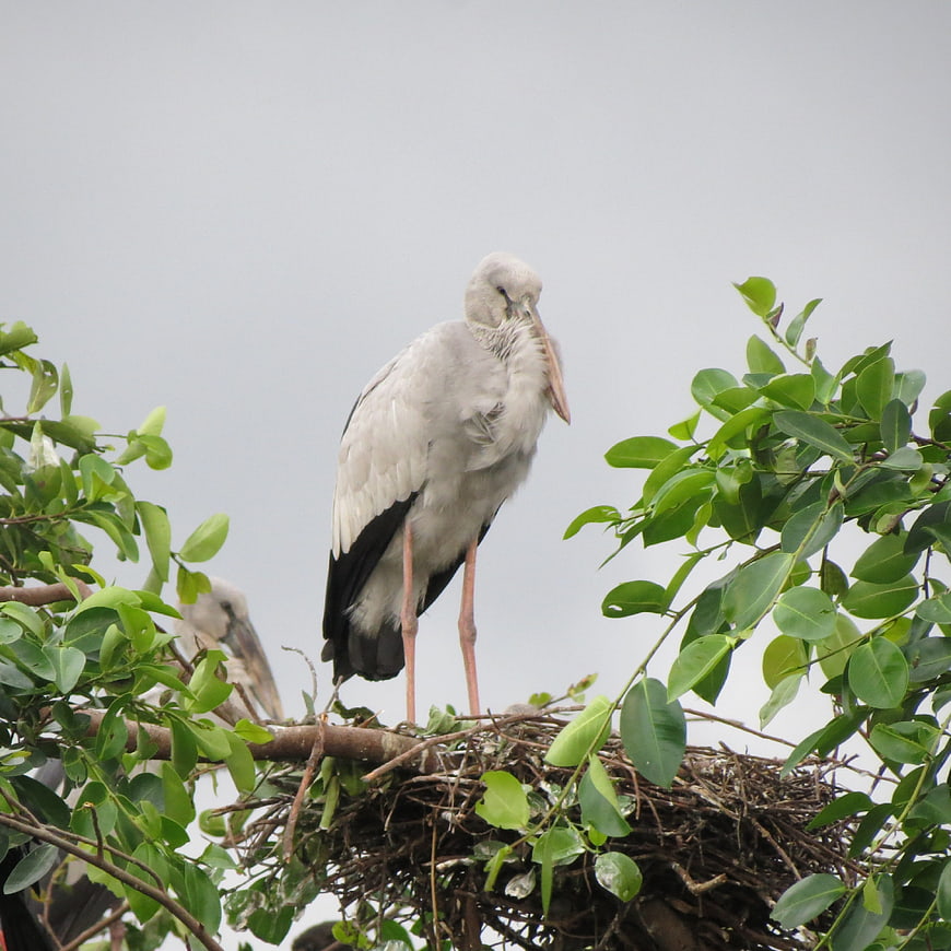 Asian Openbill Stork Standing in Nest with Green Leaves