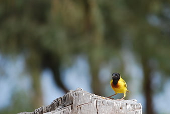 Yellow bird with black head perched on wooden stump