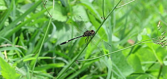 Black Dragonfly Perched on Green Stem in Nature