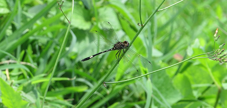 Black Dragonfly Perched on Green Stem in Nature