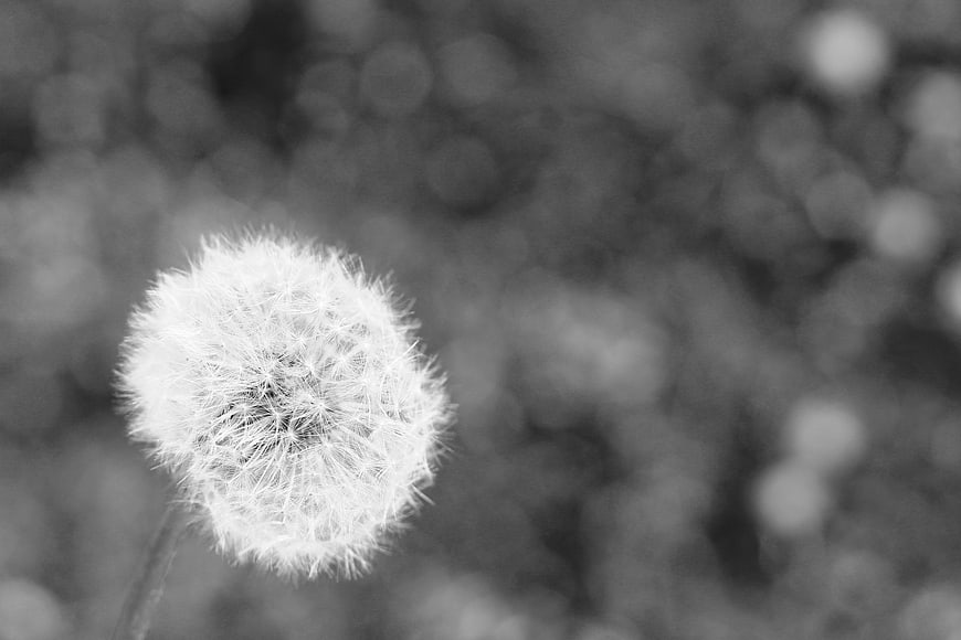 Black and White Dandelion Seed Head with Bokeh Background