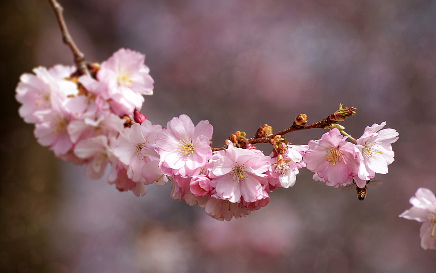 Pink Cherry Blossoms on Branch with Bee in Spring
