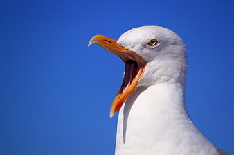 Close-up of a seagull screaming against a blue sky