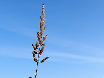 Single dried grass stalk against clear blue sky