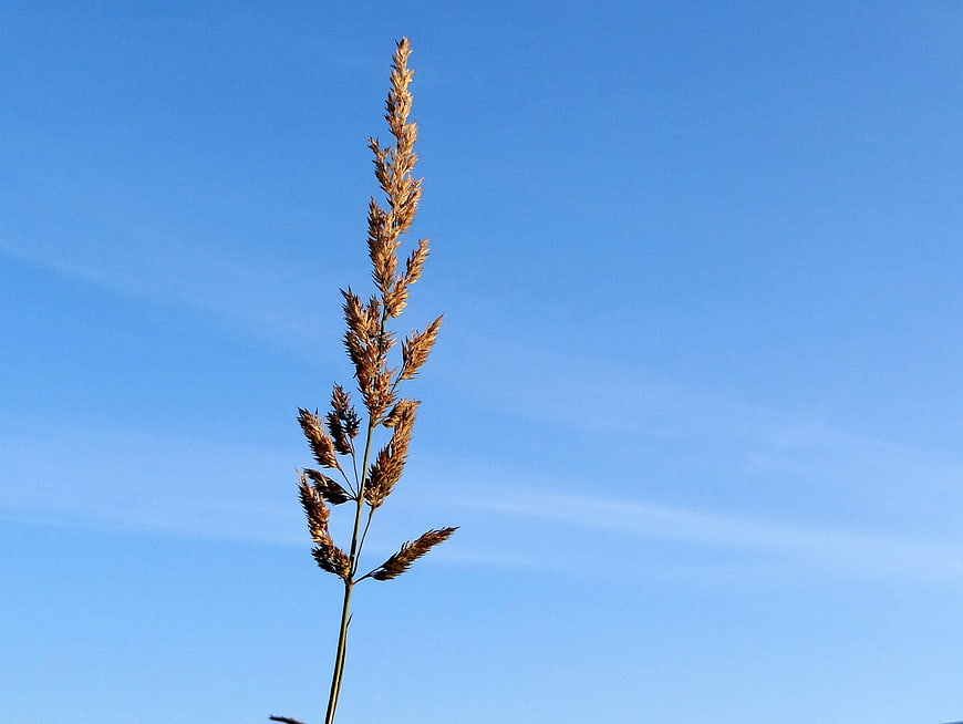 Single dried grass stalk against clear blue sky