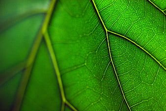 Macro Close-Up of Vibrant Green Leaf Veins and Texture