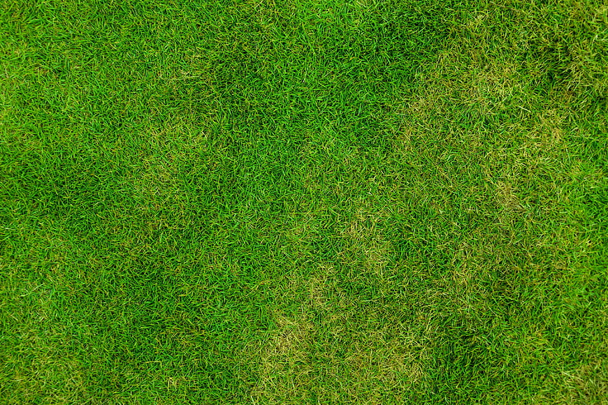 Top View of Green Grass Lawn Texture Background