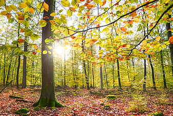 Sunlit Autumn Forest with Golden and Red Foliage