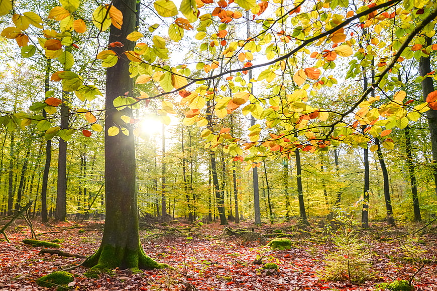 Sunlit Autumn Forest with Golden and Red Foliage