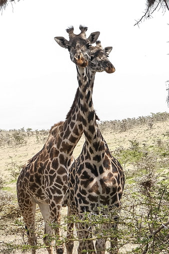 Two Giraffes Standing Together in African Savanna