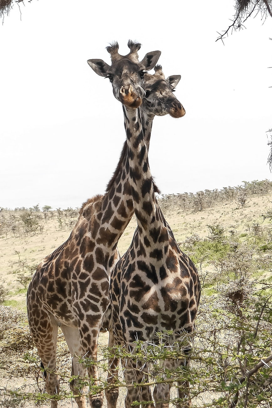 Two Giraffes Standing Together in African Savanna