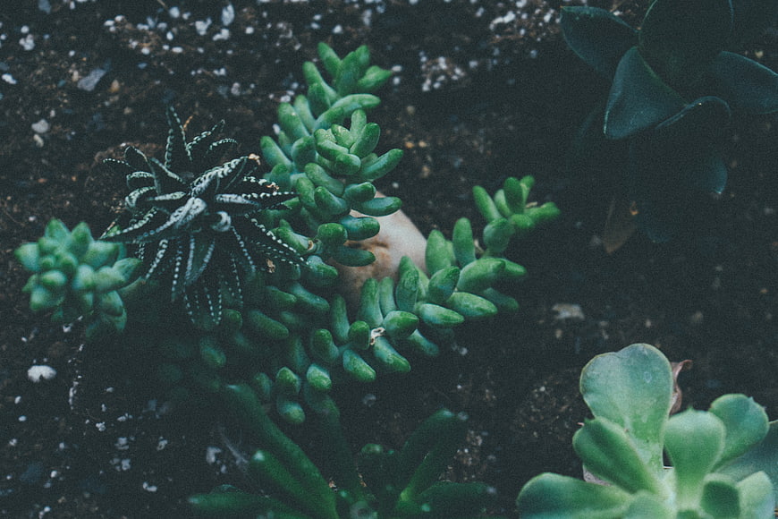 Close-up of diverse succulents in dark soil