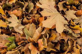 Close-up of dried autumn maple leaves on the ground
