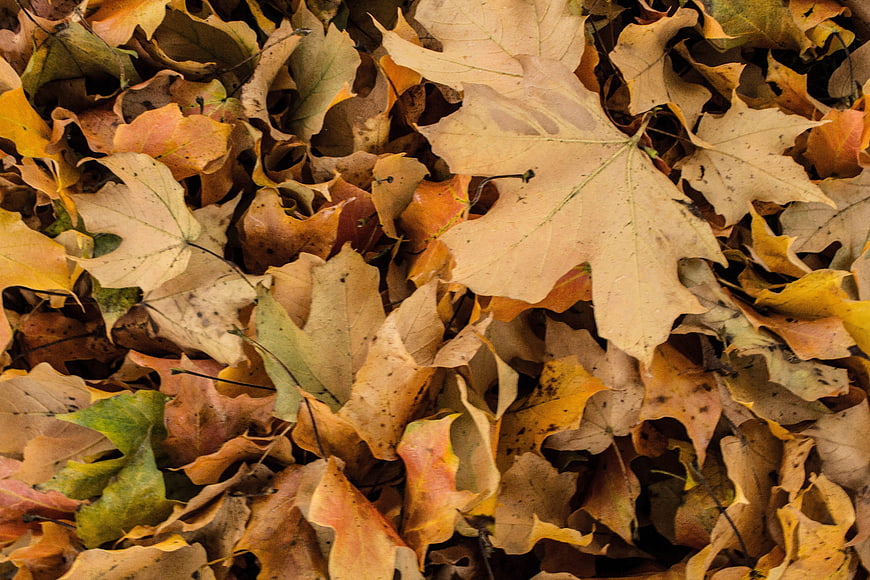 Close-up of dried autumn maple leaves on the ground