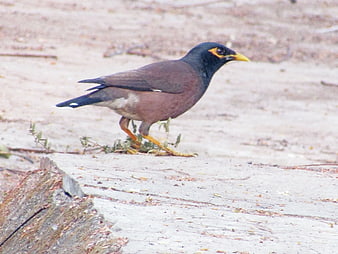 Common Myna Bird Walking on Wooden Log