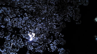 Nighttime Cherry Blossoms Backlit By Moonlight