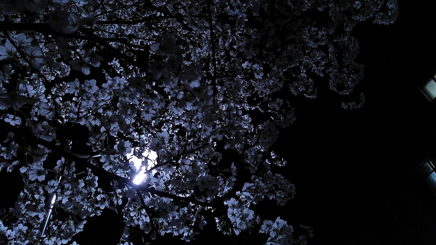 Nighttime Cherry Blossoms Backlit By Moonlight