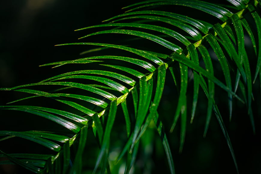 Close-up of vibrant green lancet fir leaves against dark background