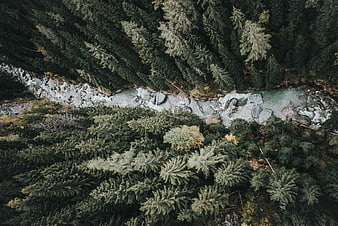 Aerial View of Glacial River Flowing Through Dense Pine Forest