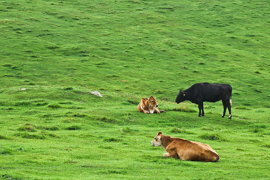 Cows resting on lush green hillside pasture