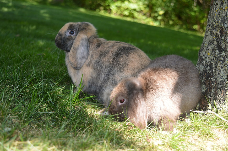 Two Lop-Eared Rabbits Grazing on Green Grass