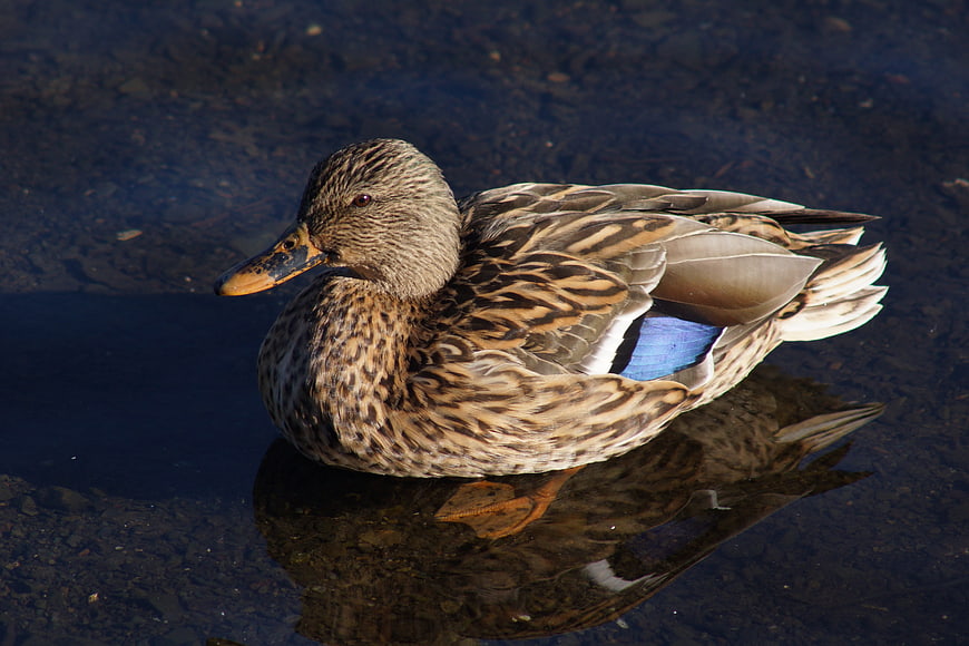 Female Mallard Duck Swimming in Clear Pond Water