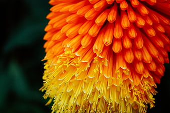 Close-up of vibrant orange and yellow kniphofia flower bloom