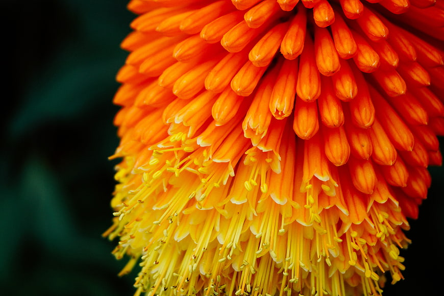Close-up of vibrant orange and yellow kniphofia flower bloom