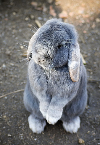Cute Gray Lop-Eared Rabbit Standing on Dirt Ground