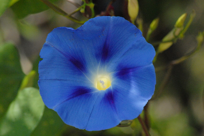 Vibrant Blue Morning Glory Flower Close-Up