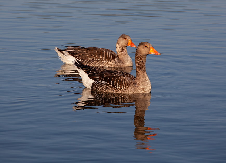 Two Greylag Geese Swimming in Calm Blue Lake Water