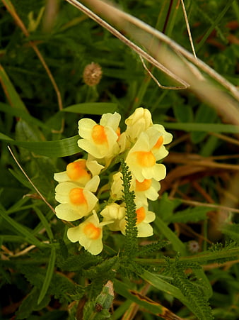 Close-up of yellow and orange wildflowers in grass